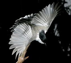 photo of a chickadee