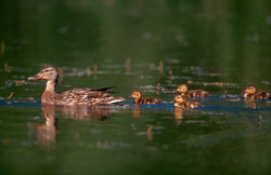 female mallard with ducklings