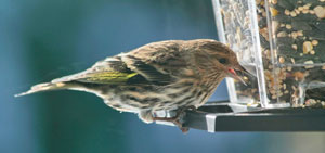 Pine siskin at feeder