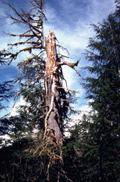 photo of a snag