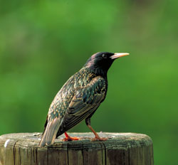 photo of a starling