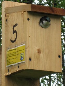 A Guide to Building and Placing Birdhouses - Building Tips ...
