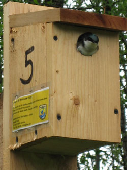 A Guide to Building and Placing Birdhouses - Building Tips ... A Guide to Building and Placing Birdhouses - Building Tips ...