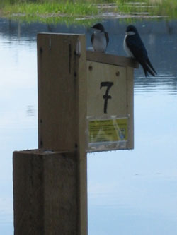 photo of a birdhouse