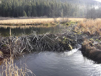 Beaver dam