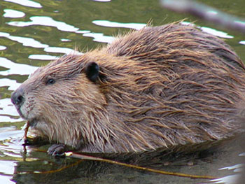 Beaver swimming