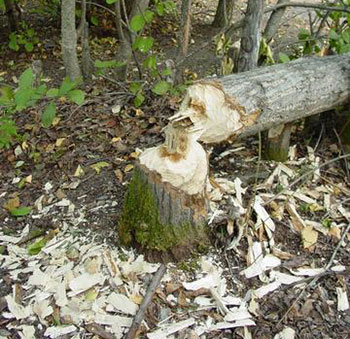 Fallen tree chewed by beaver