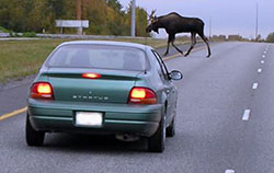 Photo of a bull moose