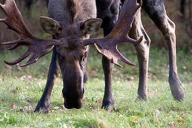 Moose browsing