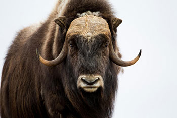 Musk ox