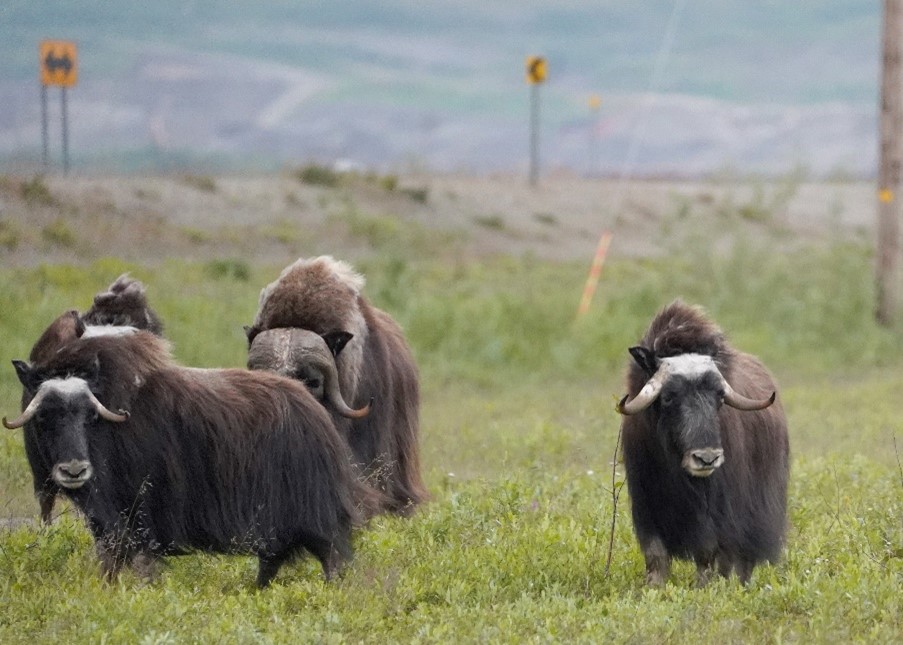 Muskoxen outside - Alaska Department of Fish and Game (ADFG)
