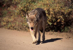 photo of a wolf