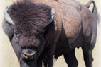 Wood Bison