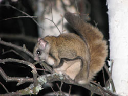 photo of a squirrel