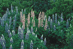 photo of lupine