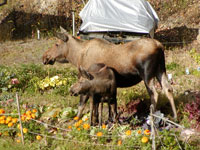 moose and calf in garden
