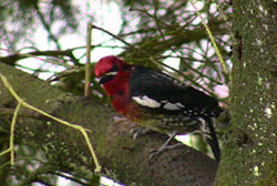 photo of a red-breasted sapsucker