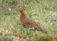 summer ptarmigan