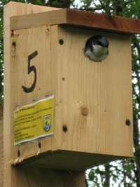 Swallow in birdhouse