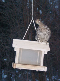 grouse on feeder