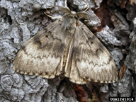 Gypsy Moth