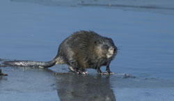 Norway Rat Identification Photos Biology Alaska Invasive Species Alaska Department Of Fish And Game