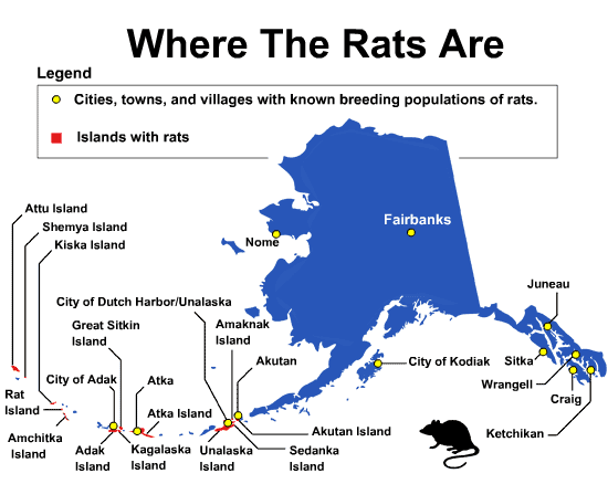Norway Rat Distribution Alaska Invasive Species Alaska Department Of Fish And Game