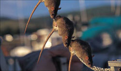 Norway Rat Identification Photos Biology Alaska Invasive Species Alaska Department Of Fish And Game