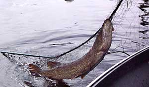 Invasive Northern Pike - Removal Options, Alaska Department of