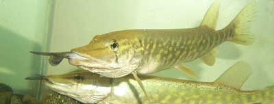 two pike in fishtank with other fish in their mouths