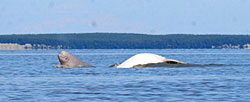 Photo of a beluga whale