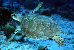 Synopsis of the biological data on the green turtle (Chelonia mydas)  (linnaeus 1758) - Documents - USFWS National Digital Library