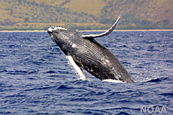 photo of a humpback whale