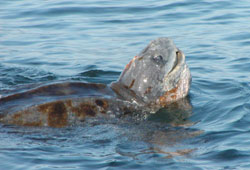 photo of a leatherback sea turtle