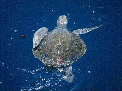 photo of an Olive Ridley sea turtle swimming