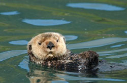 photo of sea otter