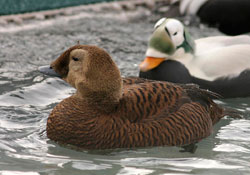Photo of a spectacled eider