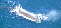 sperm whale