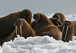 photo of a group of walruses