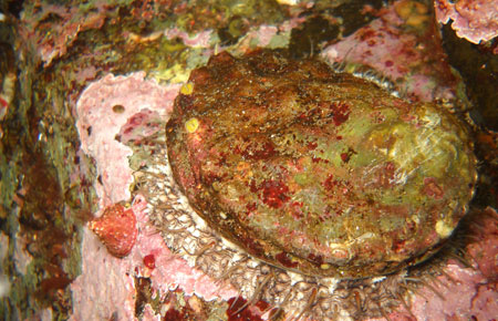 Photo of a Pinto Abalone