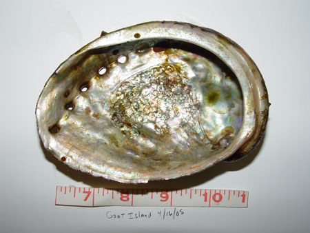 Photo of a Pinto Abalone