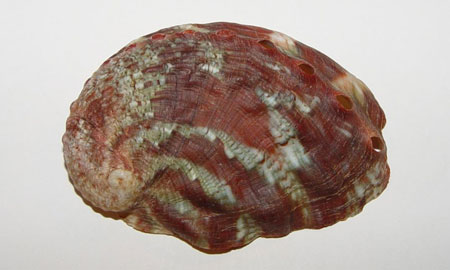 Photo of a Pinto Abalone