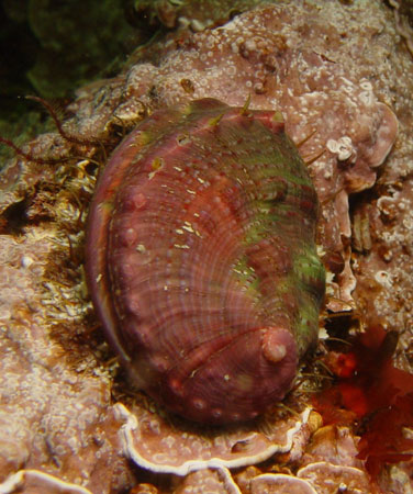 Photo of a Pinto Abalone