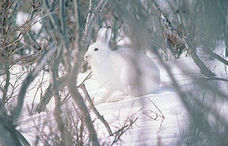 Photo of a Alaska Hare