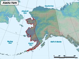 Alaska Hare range map