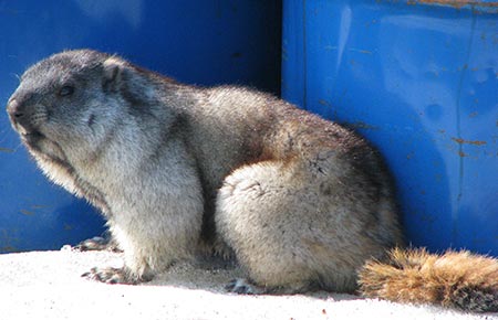 Photo of a Alaska Marmot