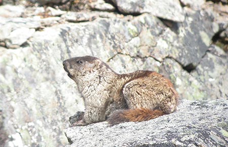 Photo of a Alaska Marmot