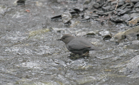 Photo of a American Dipper