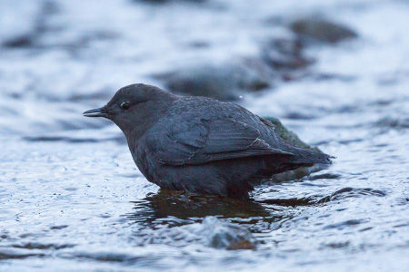 Photo of a American Dipper