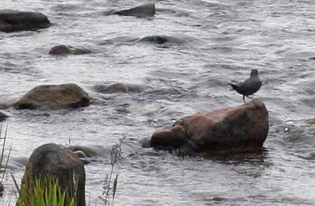 Photo of a American Dipper